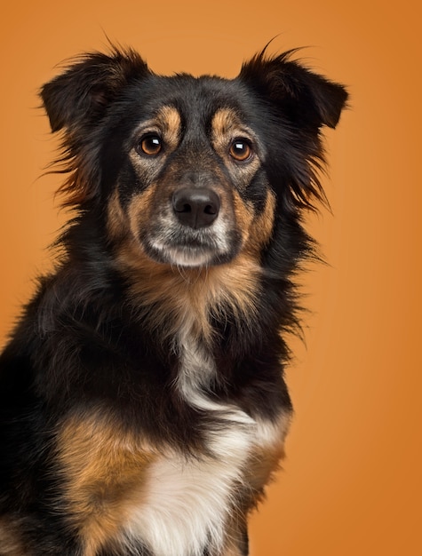 Close-up of a Border Collie on a brown background