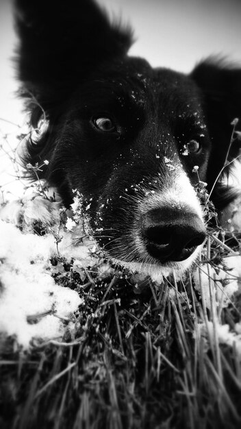 Photo close-up of border collie dog