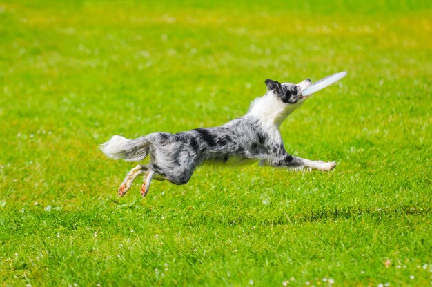 Close up on Border collie jumping with toy