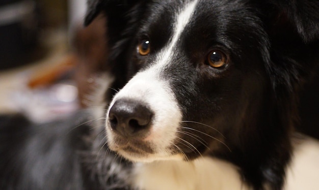 Close-up of border collie looking away