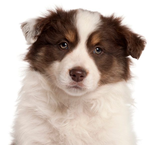 Close-up of Border Collie puppy, 2 months old, 