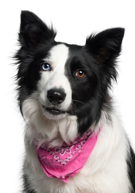 Close-up of Border Collie wearing pink handkerchief, 2 years old,