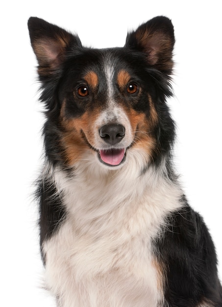 Close-up di border collie,