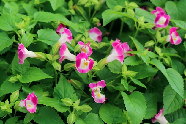 Close-up Bos van Wishbone Flowers of Torenia Fournieri in de tuin