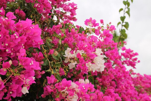 Foto prossimo piano della bougainvillea in fiore sulla pianta