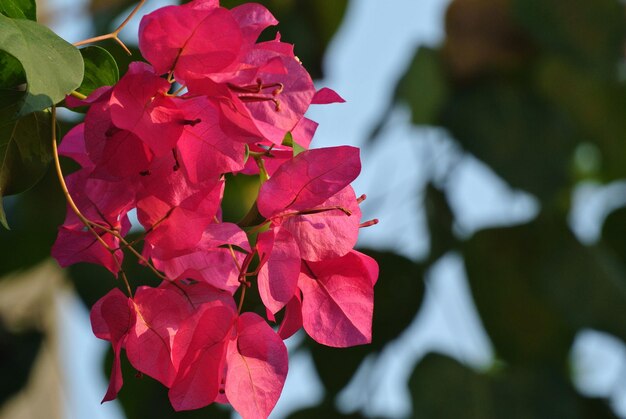 Close-up of bougainvillea