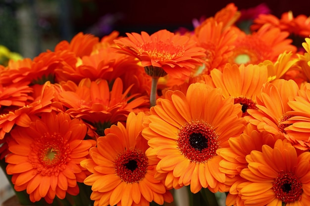 Close up mazzi di fiori freschi di colore arancione gerber margherita con sul display al dettaglio, ad alto angolo di visione