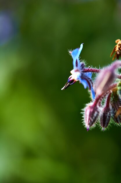 Photo close-up of  bourrache purple flower