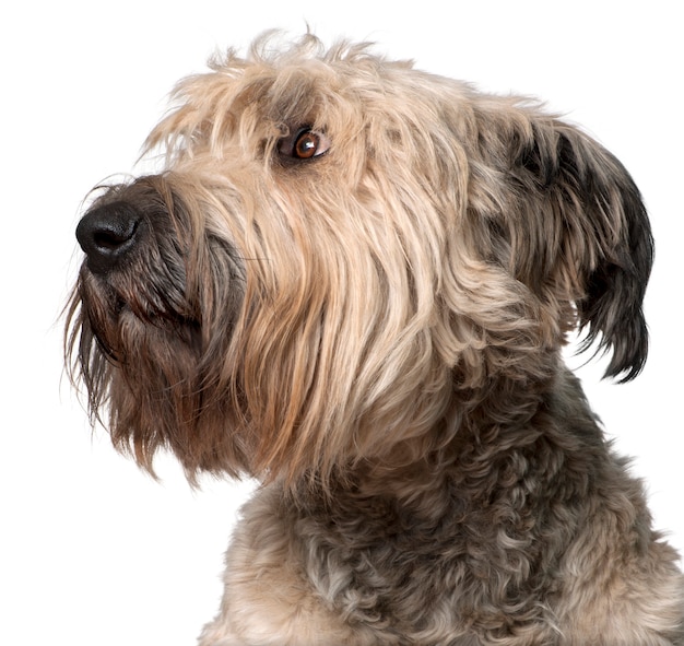 Photo close-up of bouvier des flandres, 2 years old,