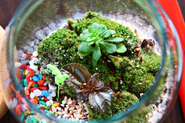 Close-up bovenaanzicht schoonheid terrarium decoratie door kleine accessoire in kleine fles