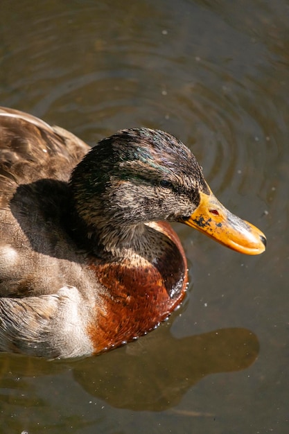 Close-up bovenaanzicht van een wilde mannelijke eend die in een plaatselijke parkvijver zwemt