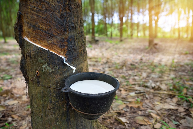 Photo close-up bowlful of natural rubber latex trapped from rubber tree.