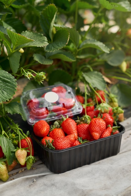 Foto primo piano di una scatola piena di fragole appena raccolte