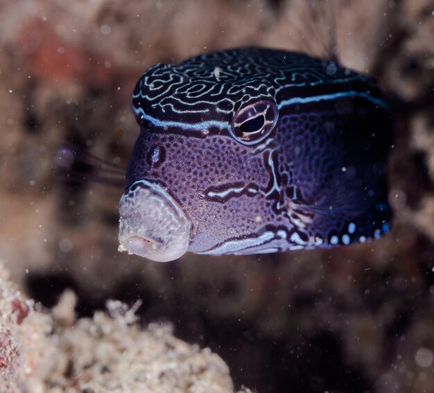 海で泳ぐ箱魚のクローズアップ