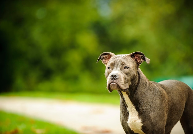 ボクサー犬が目をそらしているクローズアップ
