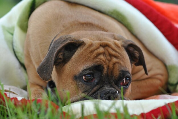 Photo close-up of boxer dog resting on field