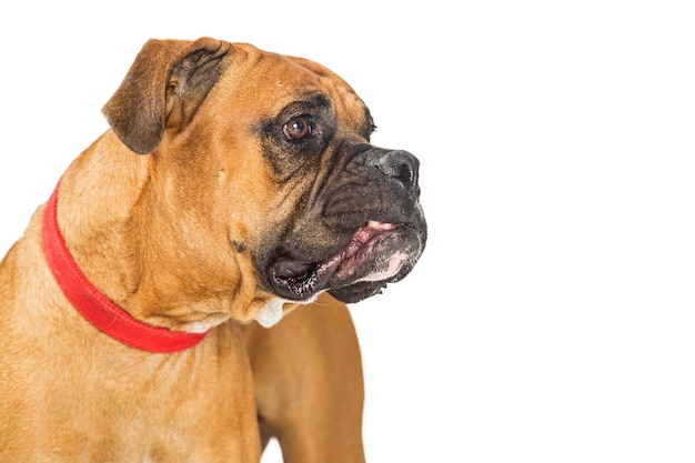 Close-up Boxer Hond Op Zoek Kant