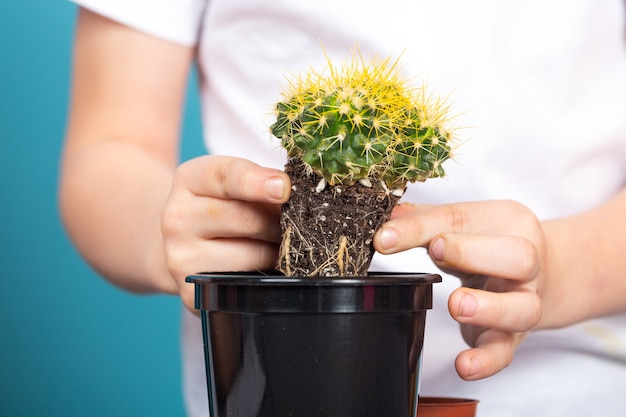 Primo piano del ragazzo pianta un cactus leggermente cresciuto in un vaso nero in modo che possa crescere più velocemente su un tavolo