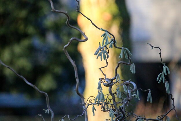 Close-up of branch against sky