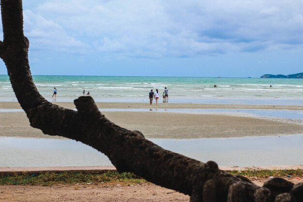 Close-up of branch at beach against sky