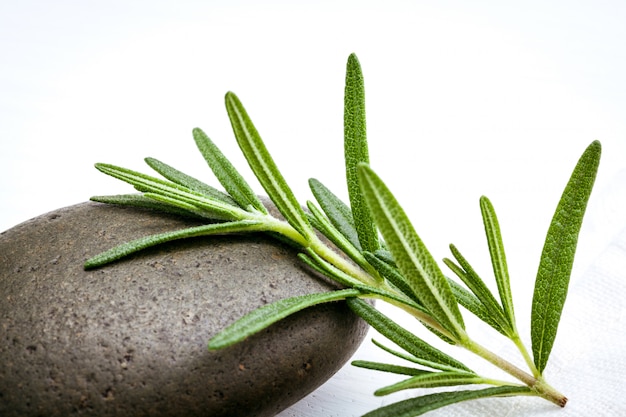 Close up branch of fresh rosemary.