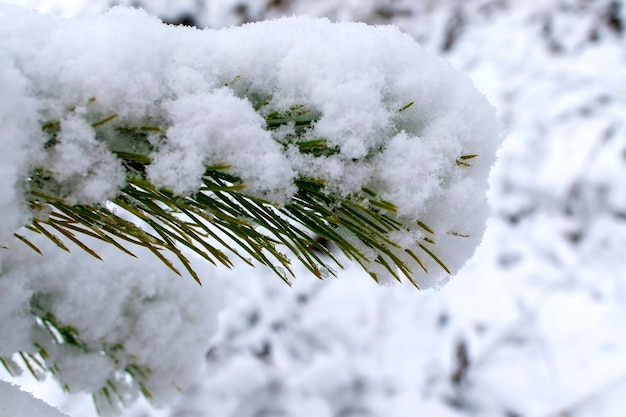 Close up of branch of pine tree in snow Winter snow background