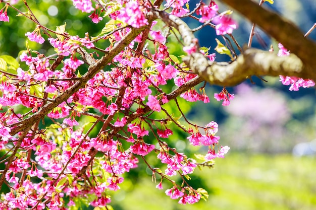 Close up branch of pink cherry blossom at Chiang Mai Thailand