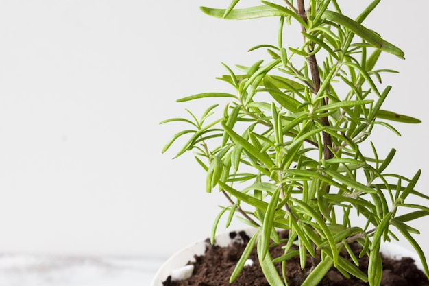 白い背景の上の家の植物ローズマリーの枝を閉じる