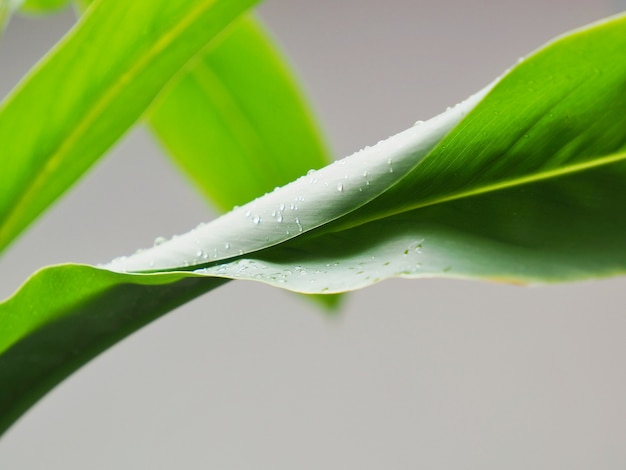 Close up of a branch in the rain