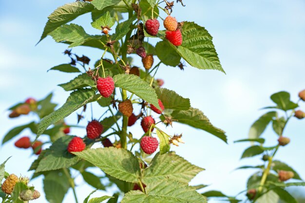 Close up of branch of ripe raspberries in a garden