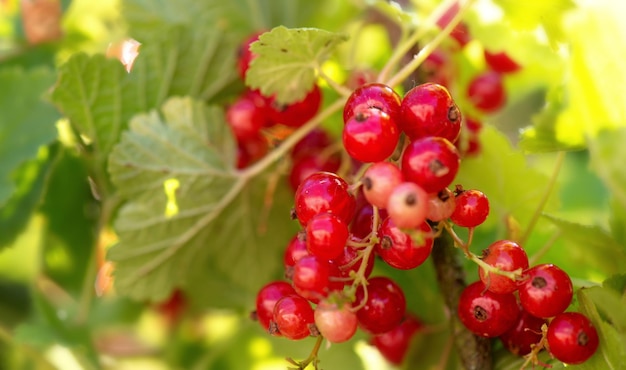 Close up on branch of ripe red currant in a garden on green background in sunny light