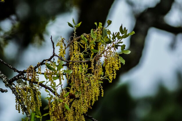 Photo close-up of branch with moss growing on tree