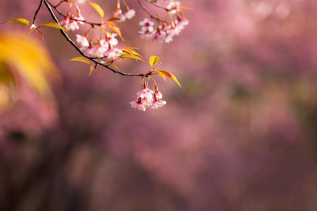 Close up branch with pink sakura blossoms in morning