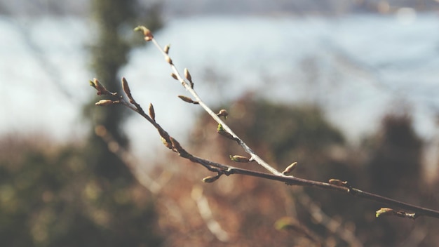 Photo close-up of branch