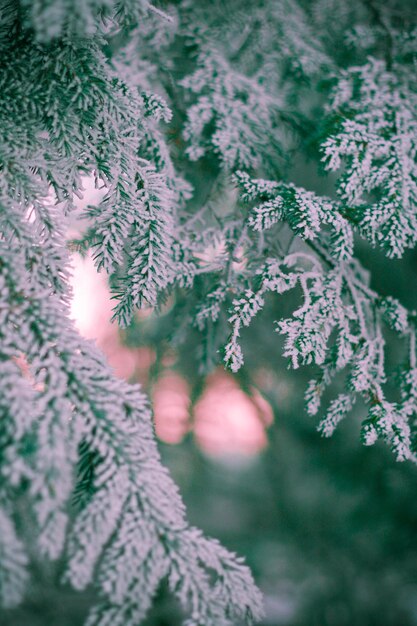 Photo close-up of branch