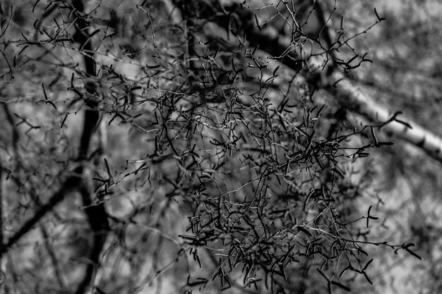 Photo close-up of branches against blurred background