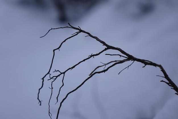 Photo close-up of branches against blurred background