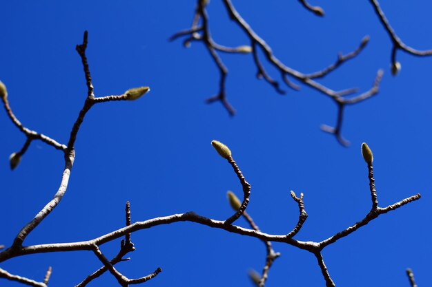 Photo close-up of branches against clear blue sky