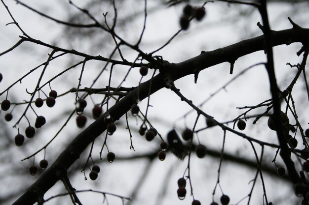 Photo close-up of branches against sky