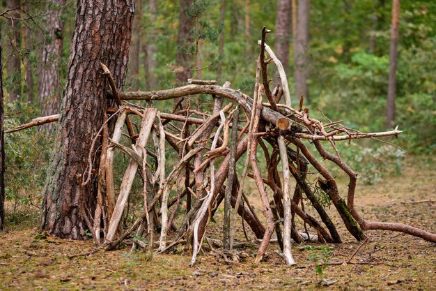 Photo close-up of branches by tree trunk in forest