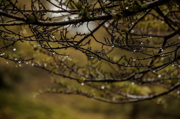 Close-up of branches of trees in forest