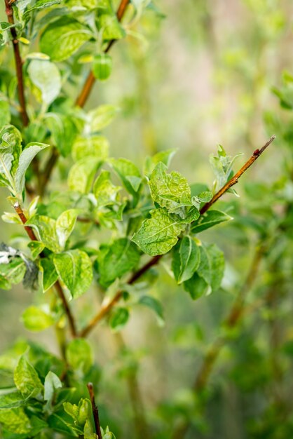 close up branches of young tree