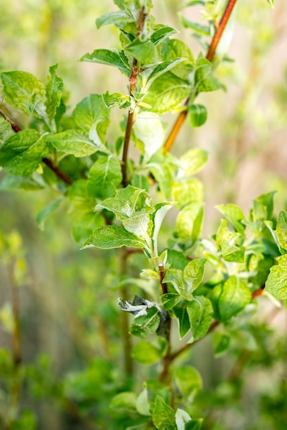 close up branches of young tree