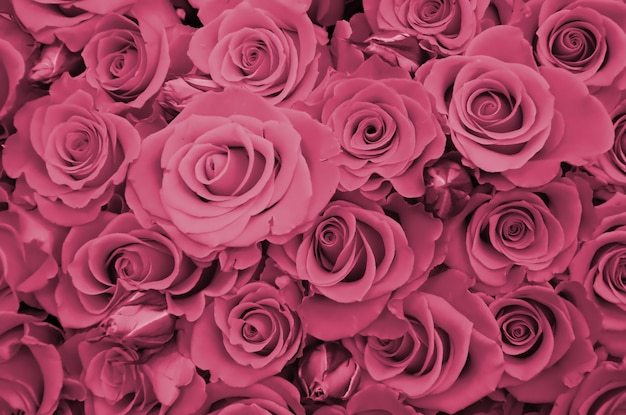 Close up of bright bunch of fresh beautiful roses Image toned in Viva Magenta color of the 2023 year