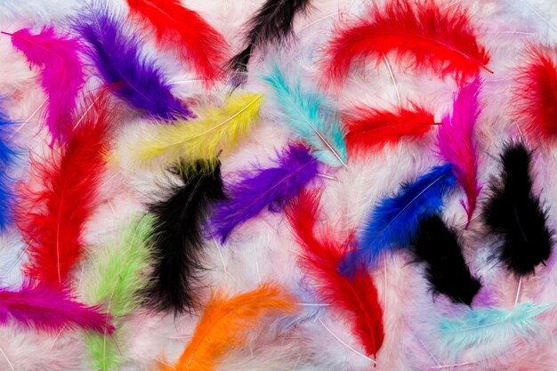 Close up to bright colorful feathers background colored feather\
background top view