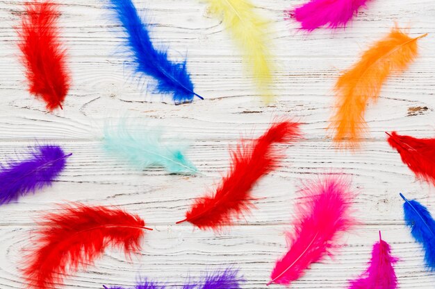 Close up to bright colorful feathers background Colored feather background top view