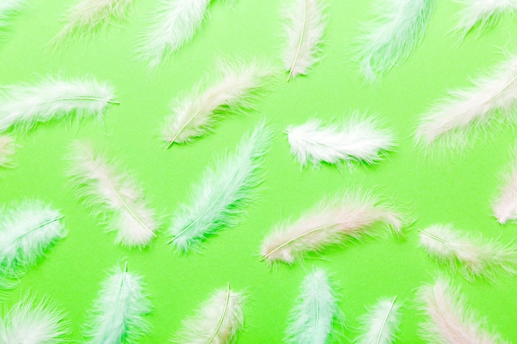 Photo close up to bright colorful feathers background colored feather background top view