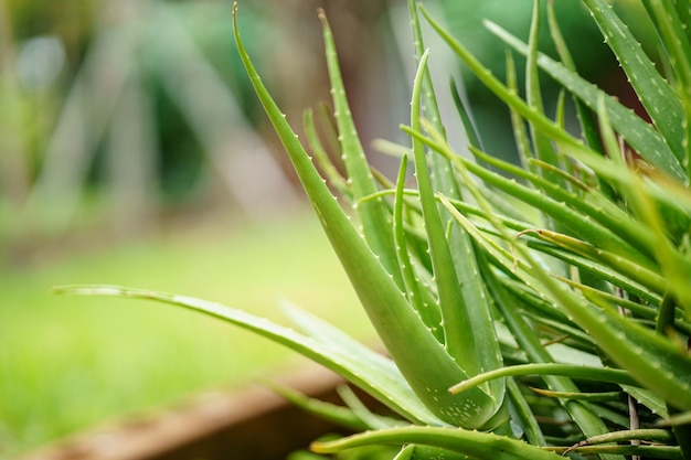 Close-up bright green aloe stems in the garden.