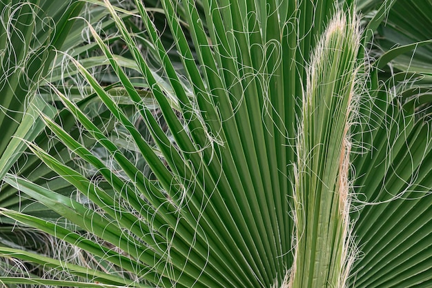 Close-up of a bright green leaf of a palm tree under the bright tropical sun. A leaf of a palm tree that looks like a folded sheet of paper