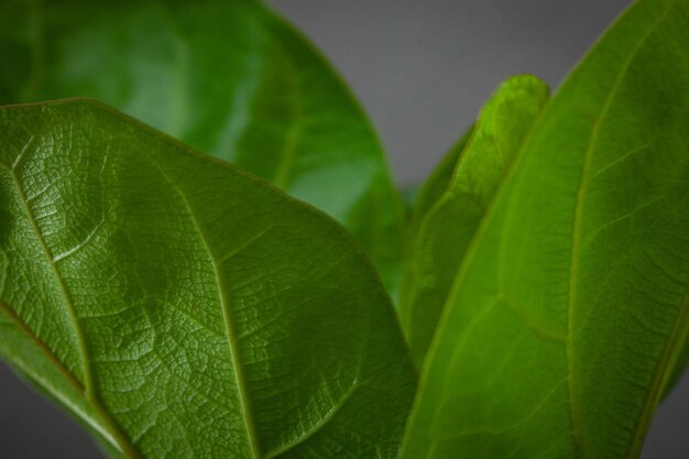 Close-up of bright green leaf with dew on leaf